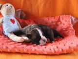 Chiots Bulldog Continental LOF à réserver