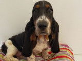 Vente de 3 chiots Basset Hound, femelles non LOF tricolores