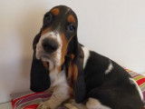 Vente de 3 chiots Basset Hound, femelles non LOF tricolores
