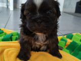 Acheter un Shih Tzu : chiots u0026 chiens à vendre