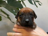Chiots Rhod&eacute;sian Ridgeback cherchent leurs nouvelles familles