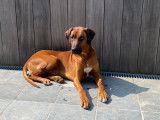 Chiots Rhod&eacute;sian Ridgeback cherchent leurs nouvelles familles