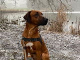 Chiots Rhod&eacute;sian Ridgeback cherchent leurs nouvelles familles