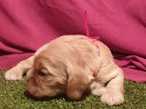 Chiots Americain Cocker Spaniel LOF à réserver