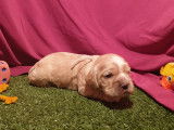 Chiots Americain Cocker Spaniel LOF à réserver