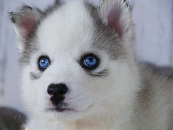 Pomsky F1 aux yeux bleus à vendre