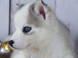 Pomsky F1 aux yeux bleus &agrave; vendre