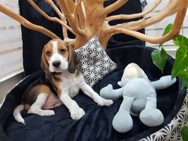 Mâle Beagle à vendre, chiot tricolore non LOF né en 2021