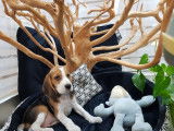 Mâle Beagle à vendre, chiot tricolore non LOF né en 2021