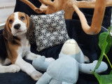 Mâle Beagle à vendre, chiot tricolore non LOF né en 2021