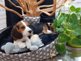 Mâle Beagle à vendre, chiot tricolore non LOF né en 2021