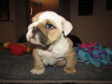 Réservation ouverte pour chiot Bulldog Anglais femelle LOF 2021