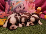 Réservation pour 7 chiots Shi Tzu LOF