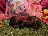 Réservation pour 7 chiots Shi Tzu LOF