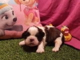 Réservation pour 7 chiots Shi Tzu LOF