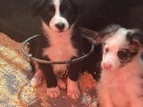 Vente de 3 chiots Border Collie m&acirc;le et deux femelles non LOF de 2021