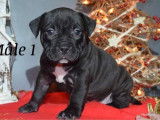 Magnifiques chiots American Bully pocket &agrave; vendre