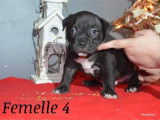 Magnifiques chiots American Bully pocket &agrave; vendre