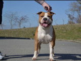 Amercian Staffordshire Terrier mâle LOF bringé de 2016 pour saillie
