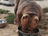 Vente d’un Bully mâle chocolat non LOF adulte d’un an et demi