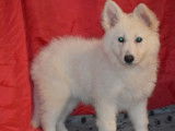 2 chiots femelles Berger Blanc Suisse  non LOF d’août 2021 à vendre