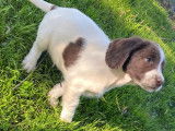 4 chiots Springer Anglais mâles d’août 2021 en vente, LOF
