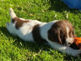4 chiots Springer Anglais mâles d’août 2021 en vente, LOF