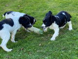 4 chiots Springer Anglais mâles d’août 2021 en vente, LOF