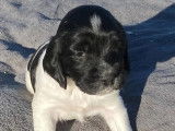 4 chiots Springer Anglais mâles d’août 2021 en vente, LOF