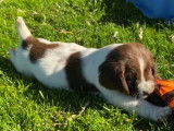 Vente effective pour 5 chiots Springer anglais mâles LOF d’août 2021
