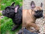 5 chiots Bouledogue Français LOF à acheter, mâles et femelles mai 2021