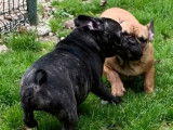 5 chiots Bouledogue Français LOF à acheter, mâles et femelles mai 2021