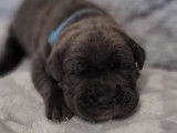 Impressionnants chiots Cane Corso LOF : une femelle et cinq mâles à retenir pour décembre 2021