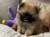 6 chiots LOF Spitz Nain Pomeranian d’octobre 2021 à réserver