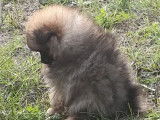 6 chiots LOF Spitz Nain Pomeranian d’octobre 2021 à réserver