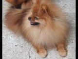 6 chiots LOF Spitz Nain Pomeranian d’octobre 2021 à réserver