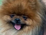 6 chiots LOF Spitz Nain Pomeranian d’octobre 2021 à réserver