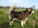 Saillie proposée avec LOF Malamute mâle chocolat et blanc