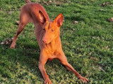 Chien adulte de 3 ans, Pharaon LOF orange en vente