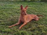 Chien adulte de 3 ans, Pharaon LOF orange en vente
