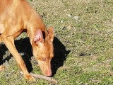 Chien adulte de 3 ans, Pharaon LOF orange en vente