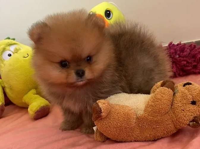 Spitz Pomeranian non LOF mâle roux d’août 2021à acheter