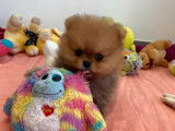 Spitz Pomeranian non LOF mâle roux d’août 2021à acheter