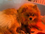 Spitz Pomeranian non LOF mâle roux d’août 2021à acheter