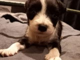 Réservation chiot Border Collie d’octobre 2021, mâle LOF noir et blanc