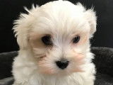 2 mâles Bichon Maltais d’août 2021, LOF blancs à vendre