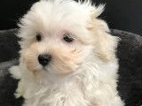 2 mâles Bichon Maltais d’août 2021, LOF blancs à vendre