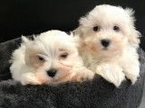2 mâles Bichon Maltais d’août 2021, LOF blancs à vendre