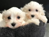 2 mâles Bichon Maltais d’août 2021, LOF blancs à vendre
