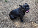 Bouledogue femelle &agrave; vendre, bring&eacute;e non LOF